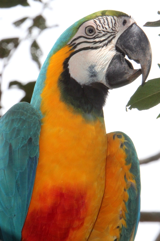 macaw